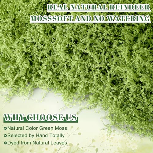 Suncalla 6 Colors Artificial Moss for Crafts 43.32oz/2.7lb Fake Green Moss Faux Grass for Potted Plants Indoor Bulk Large Capacity Fairy Garden DIY Decoration Model Making Walls Table Decors Home - color: 6 Colors