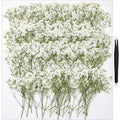 168Pcs Babys Breath Mini Dried Pressed Flowers for Crafts, Real Natural Flat White Dry Flowers Bulk for DIY Wedding Invitation, Resin Art, Card, Bookmark, Scrapbook, Jewelry, Frame, Candle,Soap Making - color: White Baby's Breath 168pcs