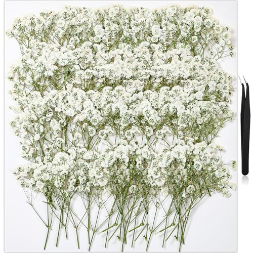 168Pcs Babys Breath Mini Dried Pressed Flowers for Crafts, Real Natural Flat White Dry Flowers Bulk for DIY Wedding Invitation, Resin Art, Card, Bookmark, Scrapbook, Jewelry, Frame, Candle,Soap Making - color: White Baby's Breath 168pcs