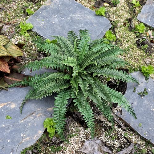 Large Artificial Ferns for Outdoor 49" Fake Boston Fern 49 Fronds Faux Ferns Plant Silk Greenery for Indoors Home Garden Porch Windowsill Decor (1 Stem)