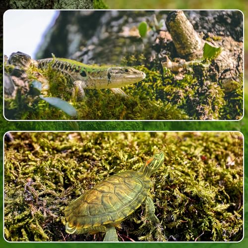 Doter Dried Forest Moss for Plants (5 qt / 1 Pack), Sphagnum Potting Moss for Various Plants, Including Orchids, Carnivorous Plants, Succulents, Garden Flowers, and Reptiles