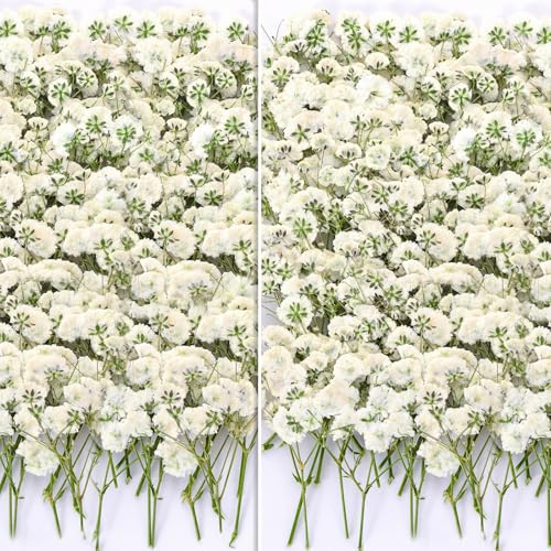 110Pcs Dried Pressed Baby's Breath Flowers - 100% Natural Flat Real White Gypsophila Baby Breath, Pressed Flowers for Resin Art, Epoxy Coasters, Wedding Invitations, Scrapbooking, Frame Decorations - size: 110