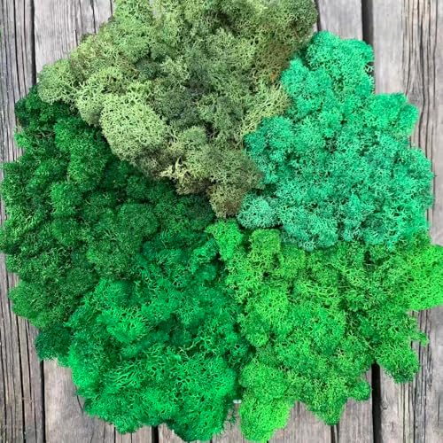 Preserved Reindeer Moss Natural Green DIY Kit Gardenning Art Wall Decor Florist Decor Easter Table Decor Wedding - color: Style-27, size: 1 lb