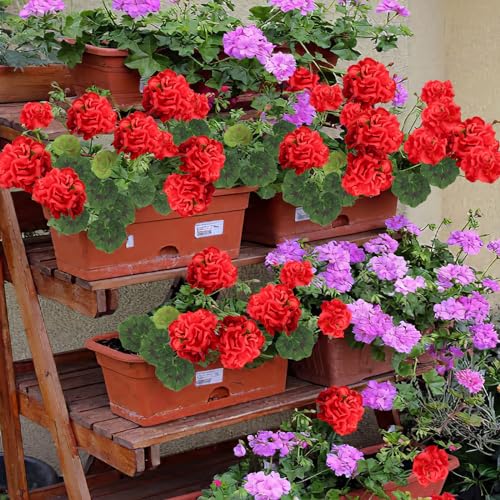 CITYES 8 Pcs Artificial Geraniums Flowers Red Silk Geraniums for Outdoors UV Resistant Fake Geranium Bush Faux Flowers Plants for Planter Garden Home Decor Indoor Patio Vase Table Centerpiece - color: Red