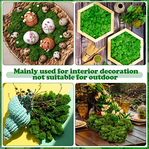 Jadive 21.2 oz Moss Preserved 1.32 Lbs Green Preserved Reindeer Moss Bulk Artificial Decorative DIY Kit for Craft Wall Decor Fairy Gardens Terrariums Art Project Table Floral Decor