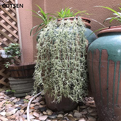COTSEN 5 Pack Spanish Moss Faux Greenery Moss Fake Vines Moss Hanging Plants for Potted Plants Artificial Hanging Moss Garland Used for Family Indoor and Outdoor Gardens Decoration
