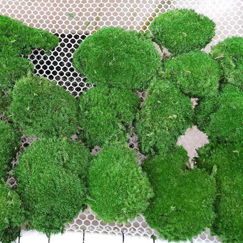 Preserved Pole Moss Pillow Bun Cushion Natural Green Decorative Real Natural DIY Kit Gardenning Art Wall Decor Florist Easter Table Decor Wedding(1.5 sq.ft, Green-C) - color: Green-c, size: 1.5 sq.ft.