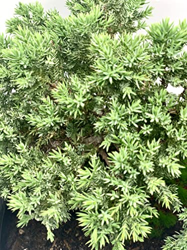 Live Dwarf Juniper Bonsai Tree 12+ Years Old with Bamboo mat| Juniper or Jade Bonsai Tree | Indoor/Outdoor | 100% Handcrafted| Home and Office Décor | Best Gift for Holiday (style3) - color: Juniper Xl