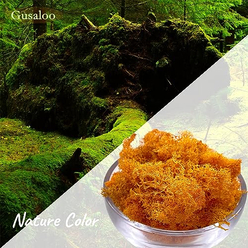 Moss Preserved Moss for Potted Plants Natural Fresh Green Reindeer Moss for Craft Arts Floral Wall Decor Decor Wedding Centerpieces Garden Artificial Terrariums Decoration for Christmas-Orange 3.52OZ - color: Orange, size: 3.5oz