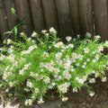 18PCS Artificial Spring White Flowers for Indoor Outdoor Planters Faux Daisy Fake Little Flowers UV Resistant for Porch Terrace Yard Home Party Decoration