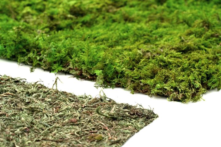 SuperMoss (22396) Instant Green Moss Mat - Preserved Moss Sheet for Table Runners Crafts Garden Decor and Green Wall Displays, 3ft x 50ft - color: Fresh Green, size: 3ft x 50ft