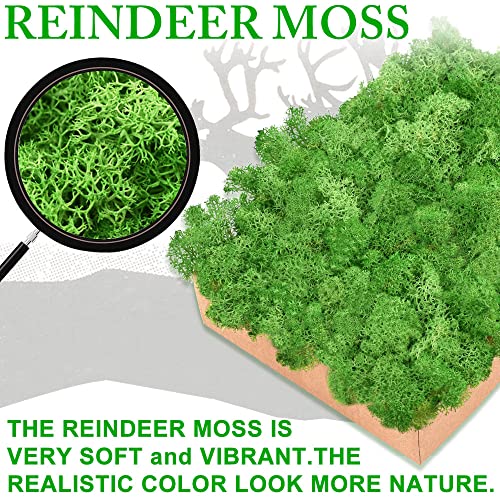 Preserved Reindeer Moss, 17.6 oz Chartreuse Decorative Craft Moss for Potted Plants, Fairy Gardens, DIY Wall Art, Floral Arrangements, Christmas Easter Wedding Holiday Decor - color: Chartreuse, size: 17.6 OZ