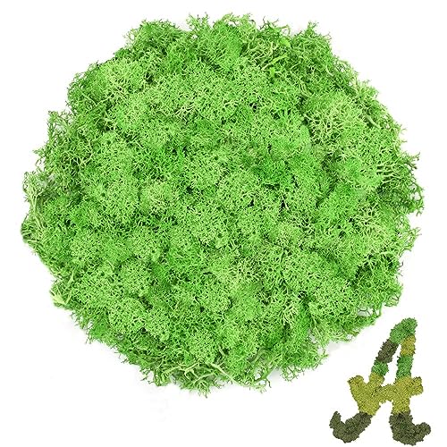 Preserved Reindeer Moss, 3.5 oz Green Decorative Craft Moss for Potted Plants, Fairy Gardens, DIY Wall Art, Floral Arrangements, Christmas Easter Wedding Holiday Decor - color: Green, size: 3.5 OZ