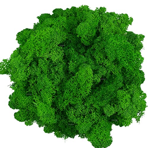 Moss Preserved Artificial Moss Natural Fresh Green Moss for Craft Arts Floral Project Wall Decor Table Decor Wedding Centerpieces Garden Terrariums Decoration -Mid Green 3.5OZ - color: Midgreen, size: 3.5oz
