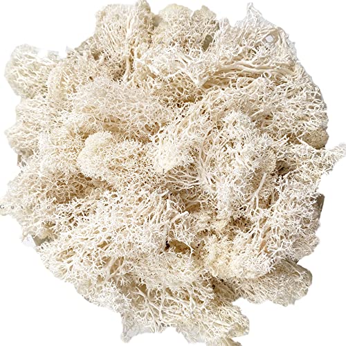 Moss Preserved Natural Fresh Green Moss for Craft Arts Floral Projects, Wall Decor, Table Decor, Wedding Centerpieces, Garden, Terrariums - White, 3.5OZ - color: White01, size: 3.5oz