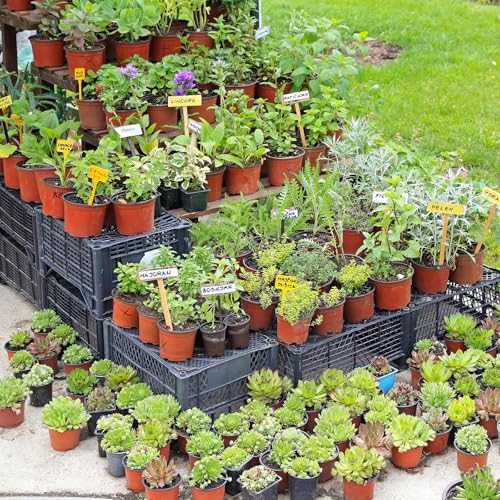 Delxo 100 Pcs 6 Inch Plants Nursery Pots Reusable Plant Seeding Nursery Pot Waterproof Plastic Pots Seed Starting Pots - size: 6 Inch