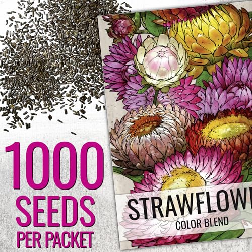 Seed Needs Strawflower Seeds for Planting Mixed Annual Cut Flowers 2 Packs - size: 2 Packs