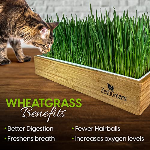 Self-Watering Cat Grass Kit – Grow Fresh, Living Cat Grass at Home in 5–7 Days | No Soil, No Mess | Organic Wheatgrass Seeds | Large Reusable Indoor Tray - color: Self Watering Cat Grass Kit