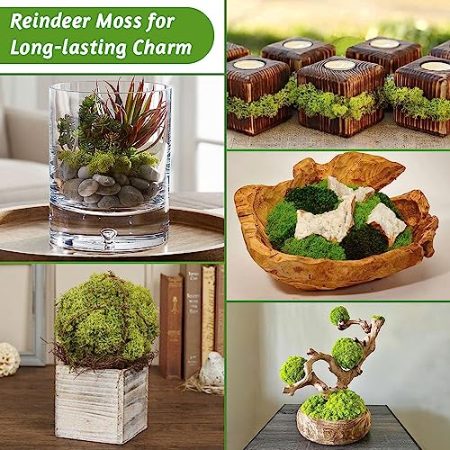 Preserved Reindeer Moss, 3.5 oz Chartreuse Decorative Craft Moss for Potted Plants, Fairy Gardens, DIY Wall Art, Floral Arrangements, Christmas Easter Wedding Holiday Decor - color: Chartreuse, size: 3.5 OZ