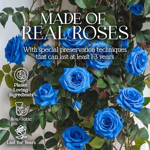 GLAMOUR BOUTIQUE Preserved Roses in a Box - Gifts for Her, Wife & Mom, Rose Flowers Forever Decor for Birthday Gift, Get Well Flower Bouquet Cased in White Box with Cover, Blue, 16 (Color-Treated) - color: Blue, size: 16 Roses Heart Box