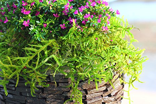 SuperMoss (25327) Forest Moss Preserved, Fresh Green, 10 Pounds - color: Fresh Green, size: 4,950 cu in