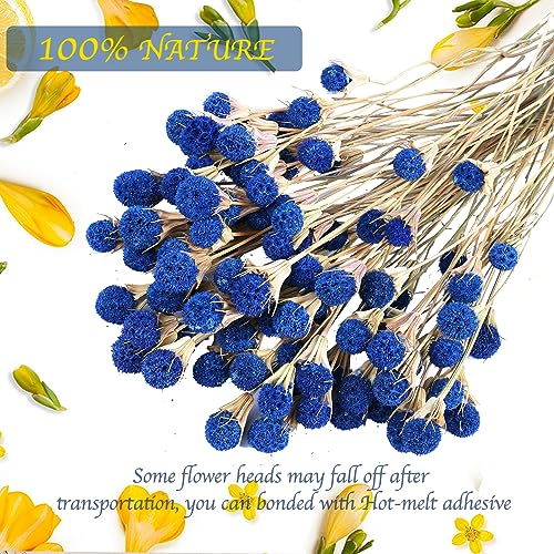 40 Pcs Natural Blue Dried Thistle Flowers Bouquet, Bulk Dried Craspedia Billy Balls Button Plant, 17'' DIY Floral Arrangements for Home Boho Kitchen Table Wedding Vase Decor