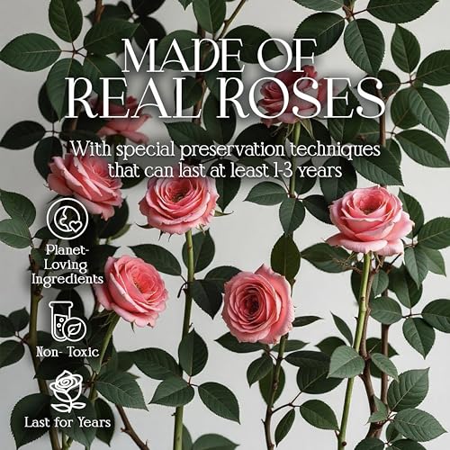 GLAMOUR BOUTIQUE Preserved Roses in a Box - Gifts for Her, Wife & Mom, Rose Flowers Forever Decor for Birthday Gift, Get Well Flower Bouquet Cased in White Box with Cover - Pink - 16 (Color-Treated) - color: Pink, size: 16 Roses Heart Box