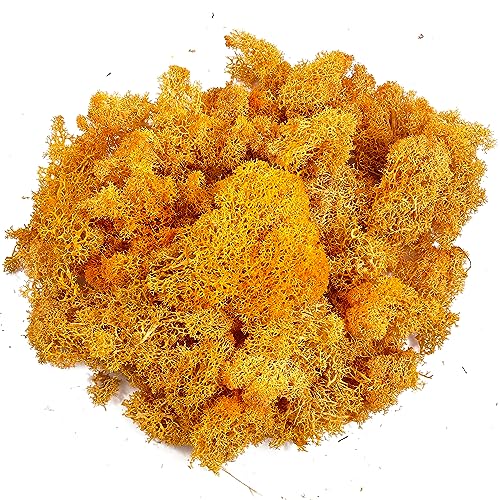 Moss Preserved Moss for Potted Plants Natural Fresh Green Reindeer Moss for Craft Arts Floral Wall Decor Decor Wedding Centerpieces Garden Artificial Terrariums Decoration for Christmas-Orange 3.52OZ - color: Orange, size: 3.5oz