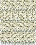 220Pcs Dried Pressed Baby's Breath Flowers - 100% Natural Flat Real White Gypsophila Baby Breath, Pressed Flowers for Resin Art, Epoxy Coasters, Wedding Invitations, Scrapbooking, Frame Decorations - size: 220