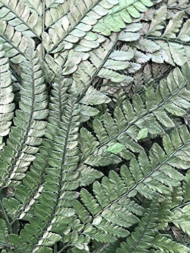 Preserved Real Ferns Dried Tips Stems Wedding Garlands Home Decorations Bouquets Flower Arrangements Wall Hanging (Dark Green) - color: Green