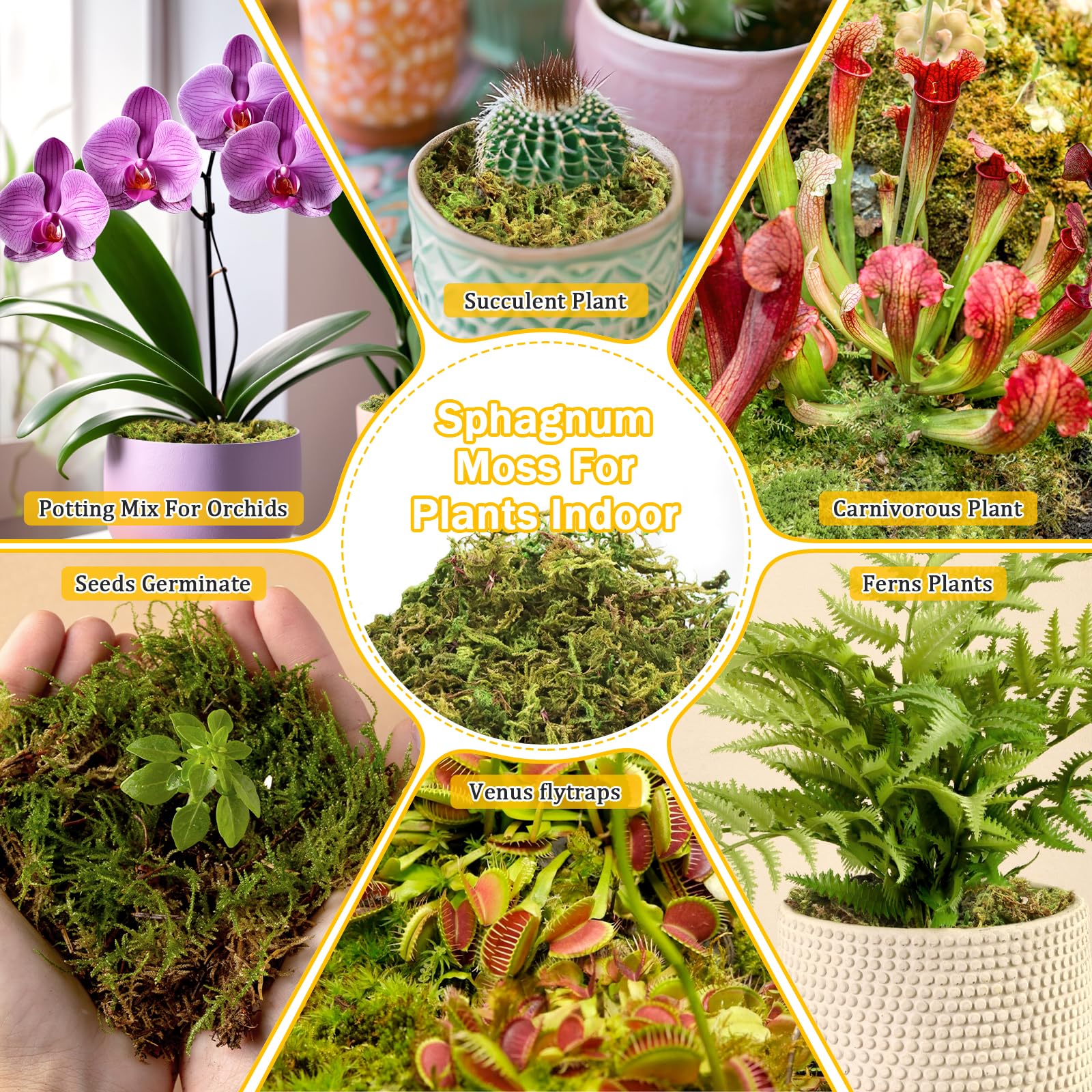 Riare 1.3LBS Premium Sphagnum Moss for Plants- 25QT Natural Dried Plant Moss for Potted Plants, Orchid Moss for Repotting, Soft Green Decorative Moss for Succulents, Reptiles & DIY Crafts - color: 25 QT(Appx.1.3lbs)
